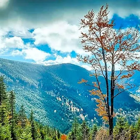 Pod Mravenečníkem Alojamento de Turismo Selvagem Loučná nad Desnou